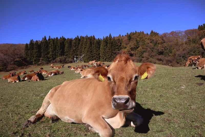 120年以上の歴史を持つ【神津牧場】のジャージー牛乳